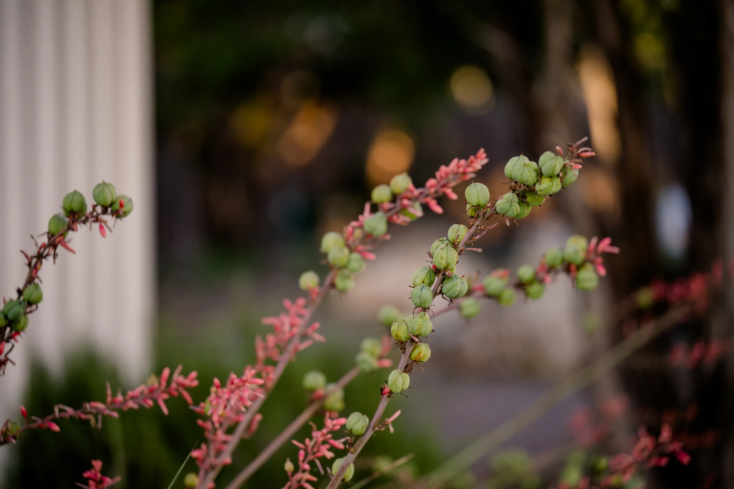 Red yucca blooms in the landscaping at Wayside Wimberley