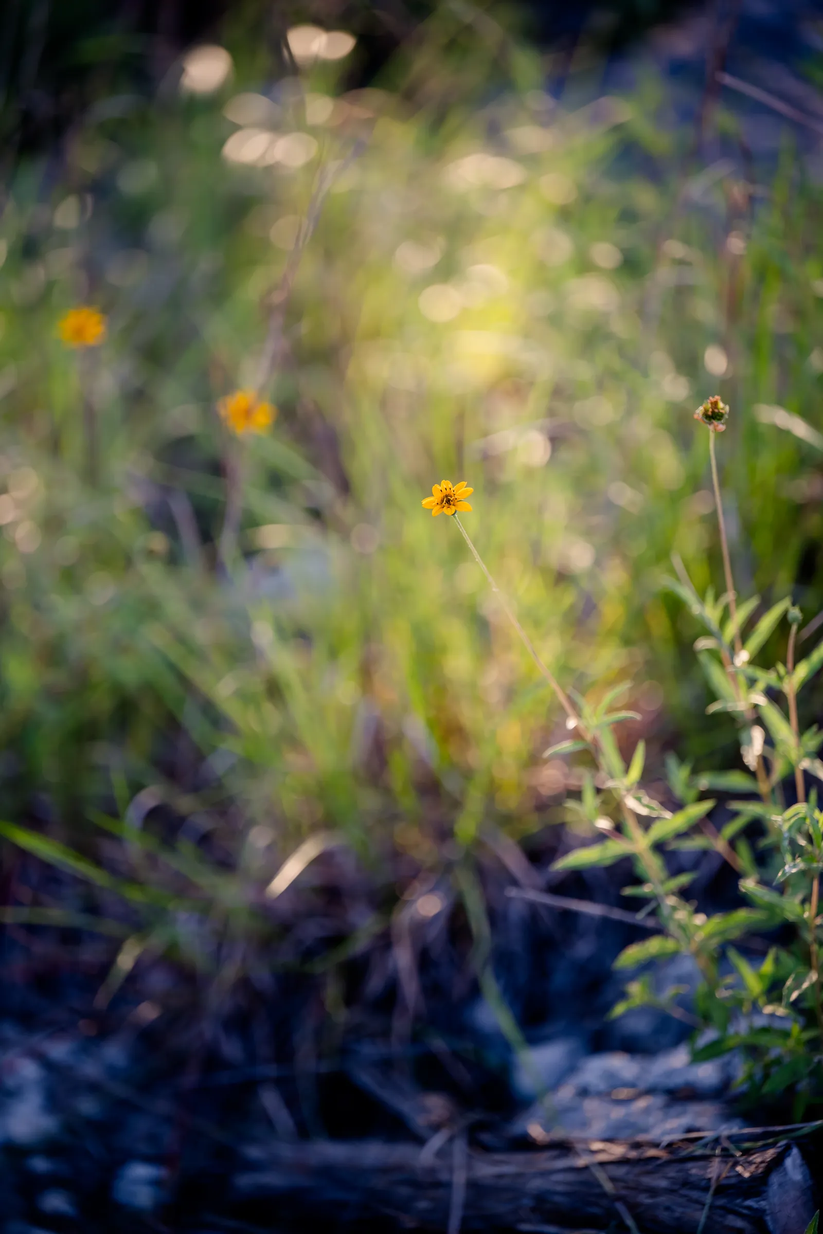 Wildflowers glowing at golden hour at Wayside Wimberley