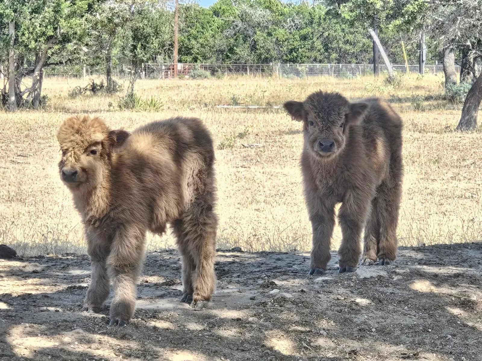 Highland cattle calves at Wayside Wimberley