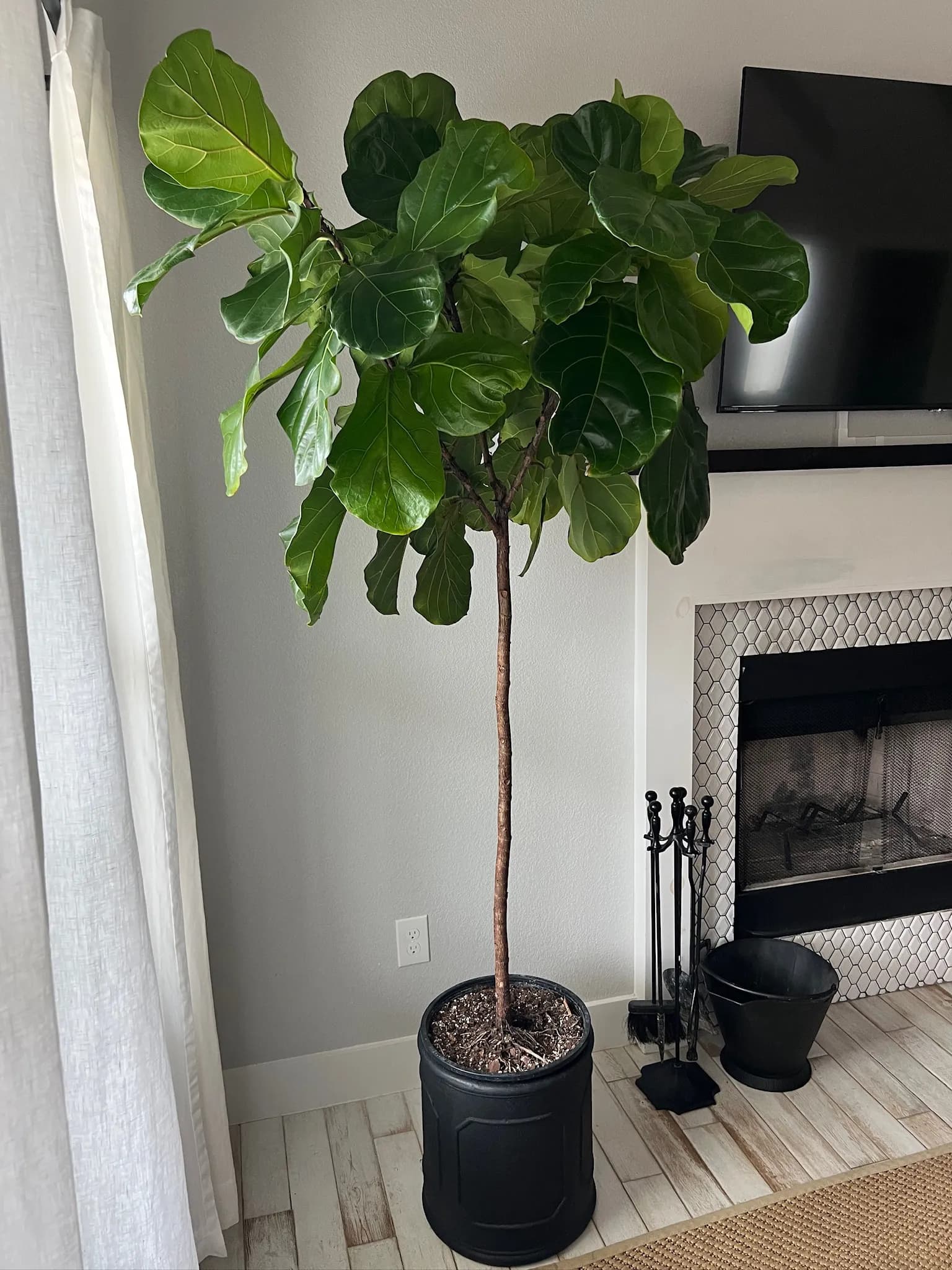 Fiddle leaf fig beside the fireplace inside Summermoon Cottage