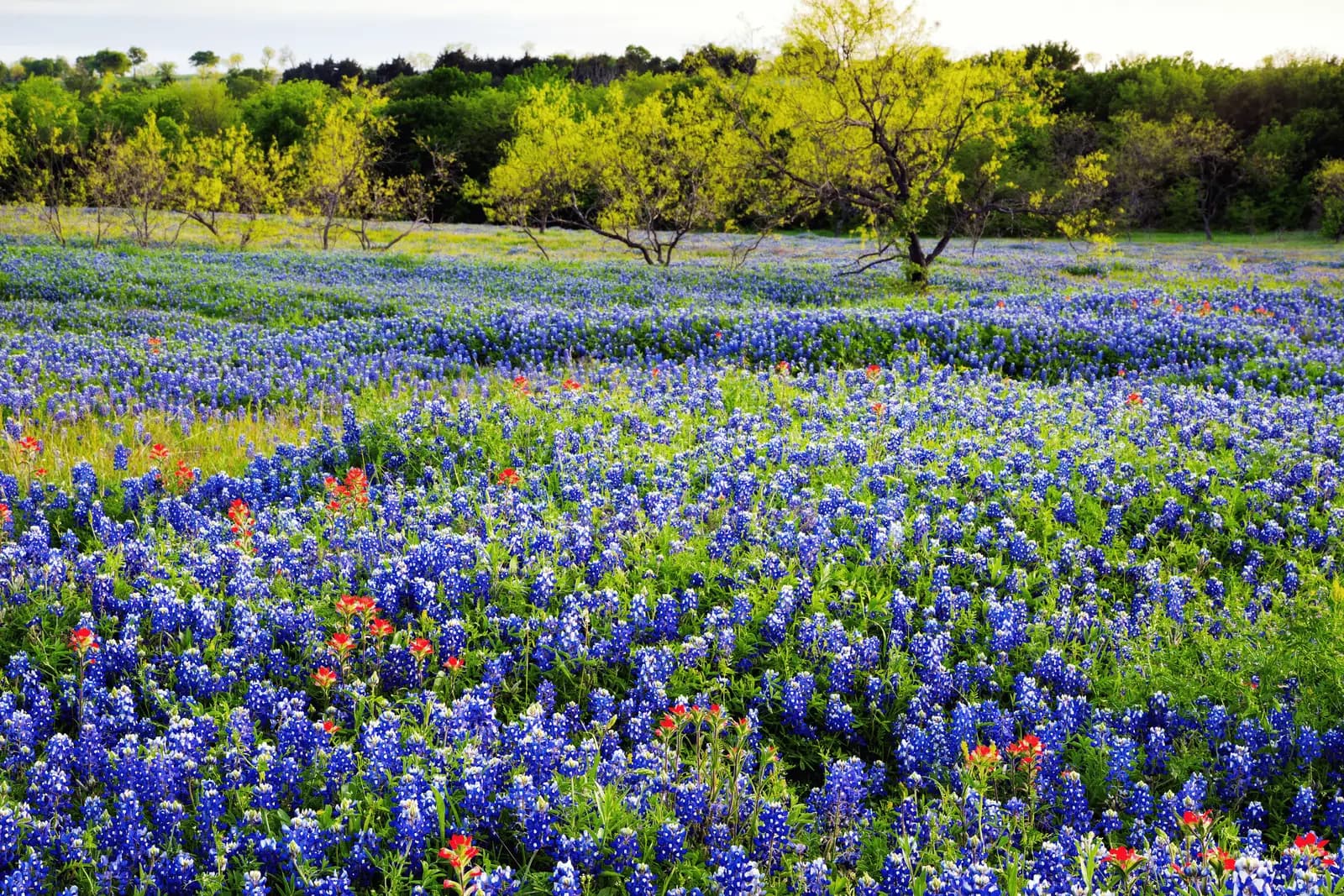 Bluebonnet field in the Texas Hill Country near Wimberley