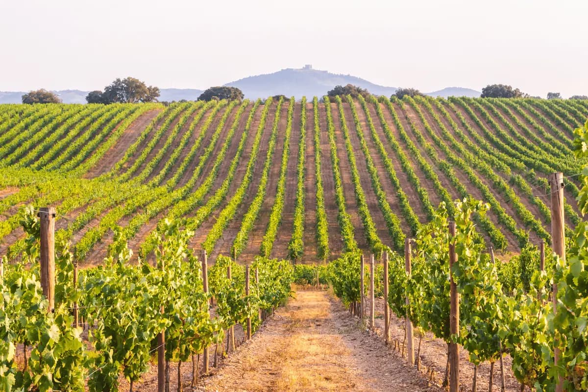 Texas Hill Country vineyard near Wimberley with rolling hills
