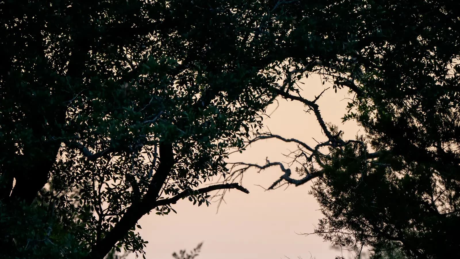 Live oak branches silhouetted against a dusk sky over the canyon at Wayside Wimberley