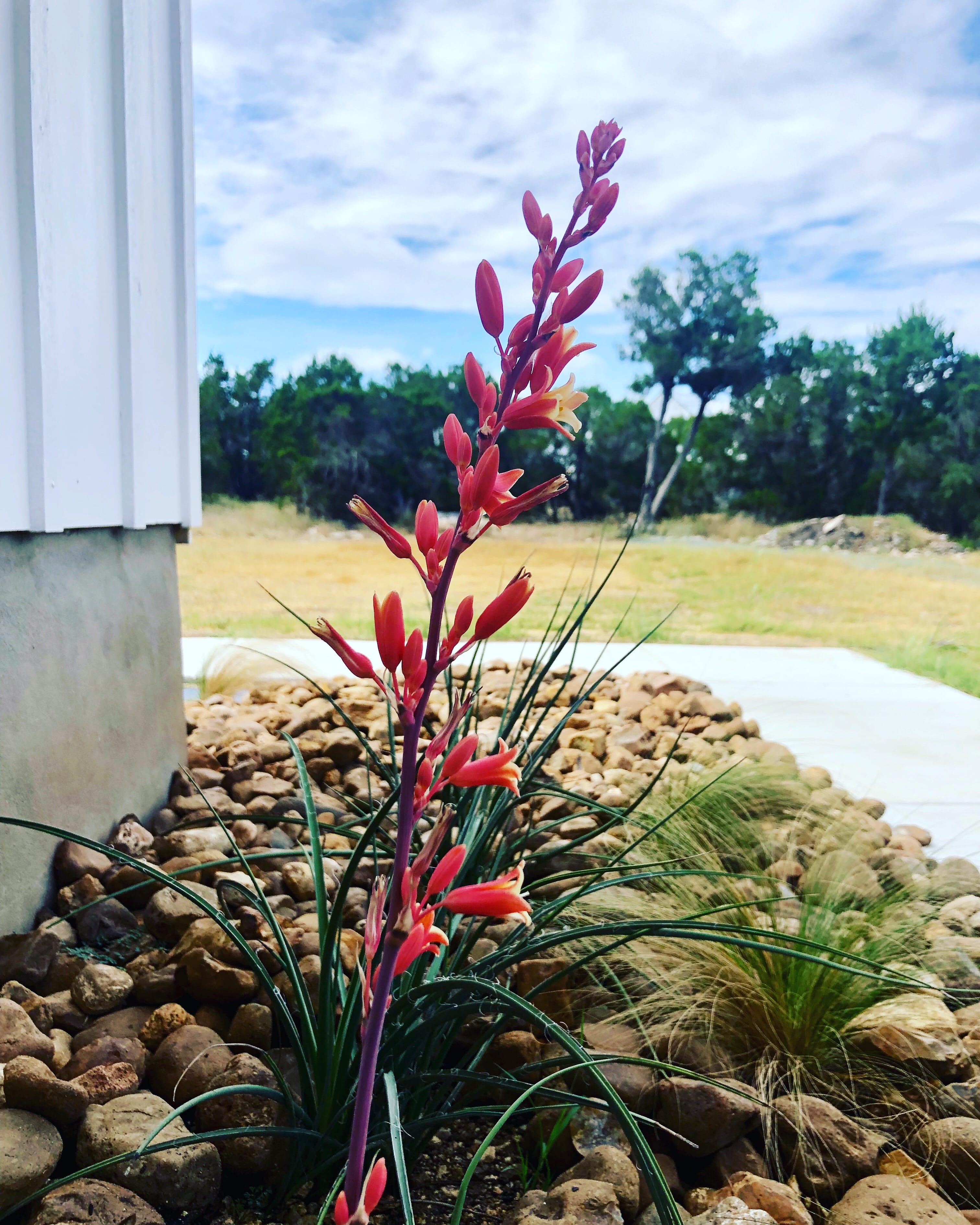 Red flowers in the landscaping outside Summermoon Cottage